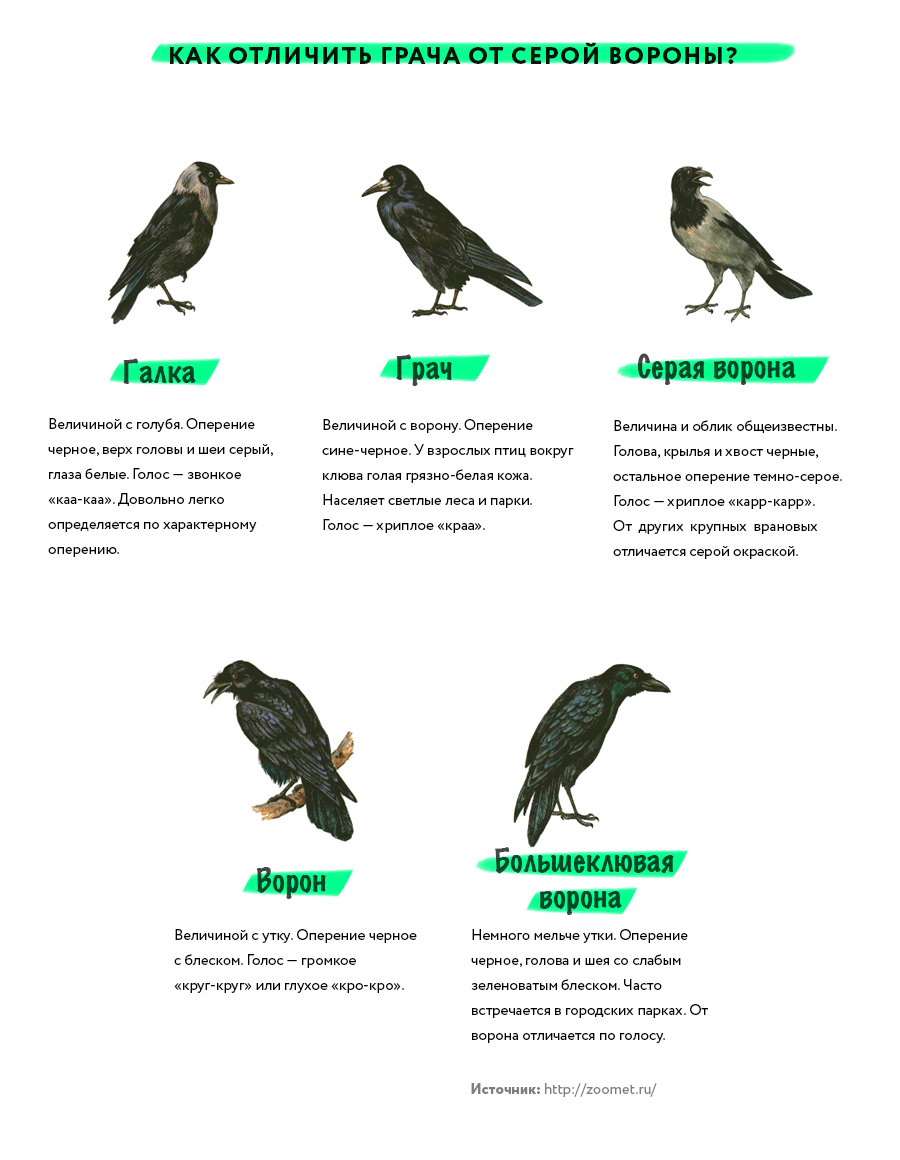 Размеры птиц сравнение