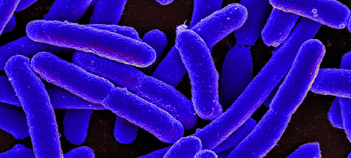 1 3 какие микробы живут на телефоне